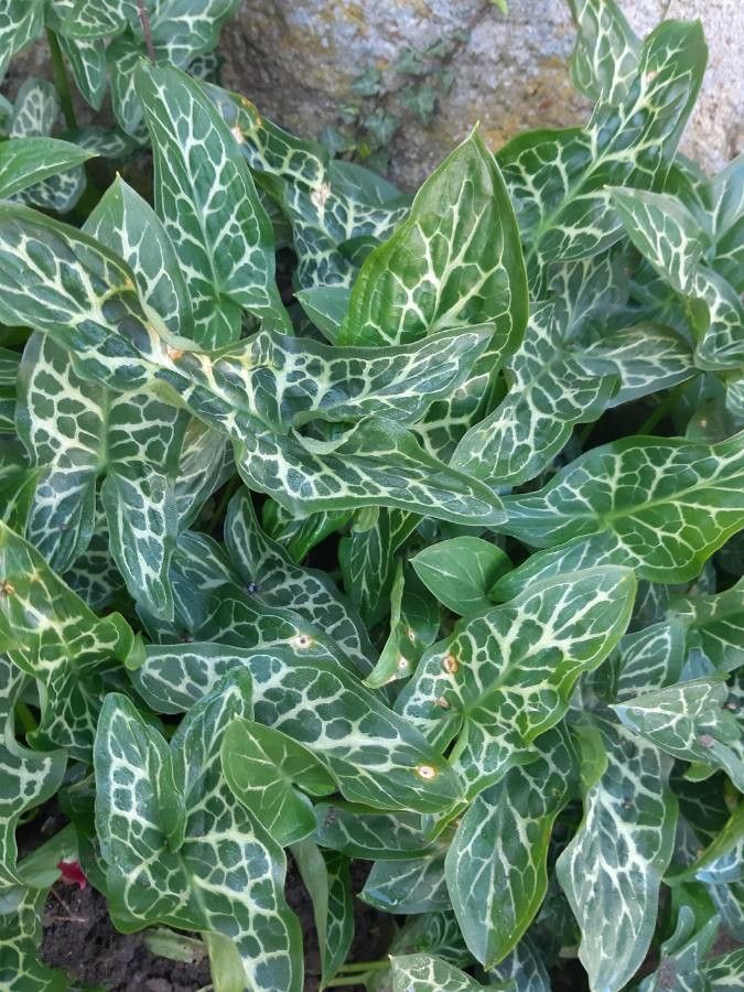 Rodul pământului (Arum italicum)