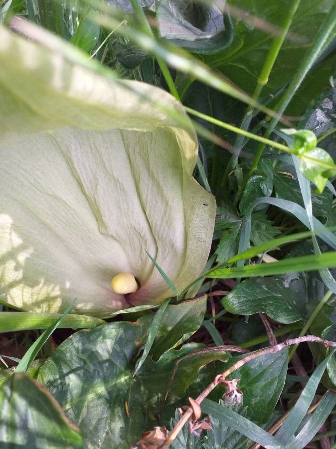 Rodul pământului (Arum italicum)