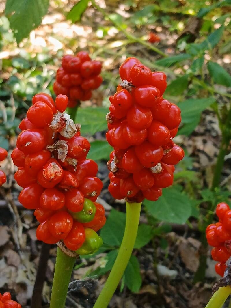 Rodul pământului (Arum italicum)