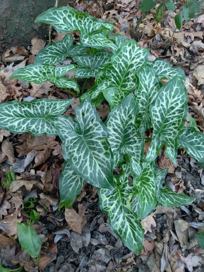 Rodul pământului (Arum italicum)