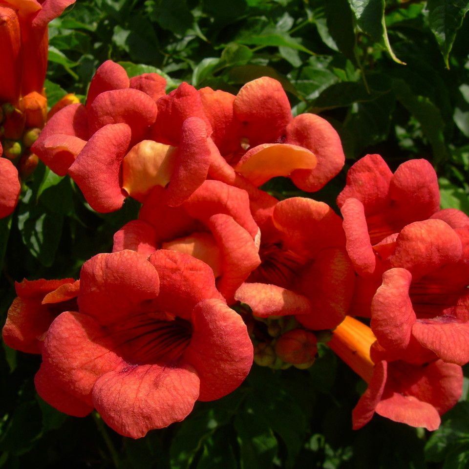 Luleaua turcului Orange (Campsis radicans)