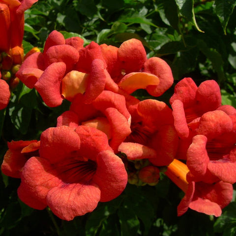 Luleaua turcului Orange (Campsis radicans)
