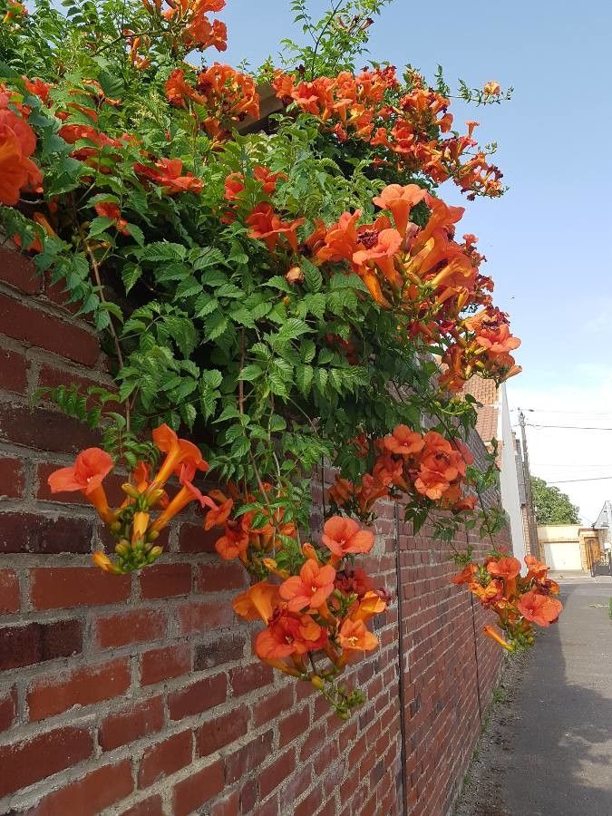Luleaua turcului Orange (Campsis radicans)