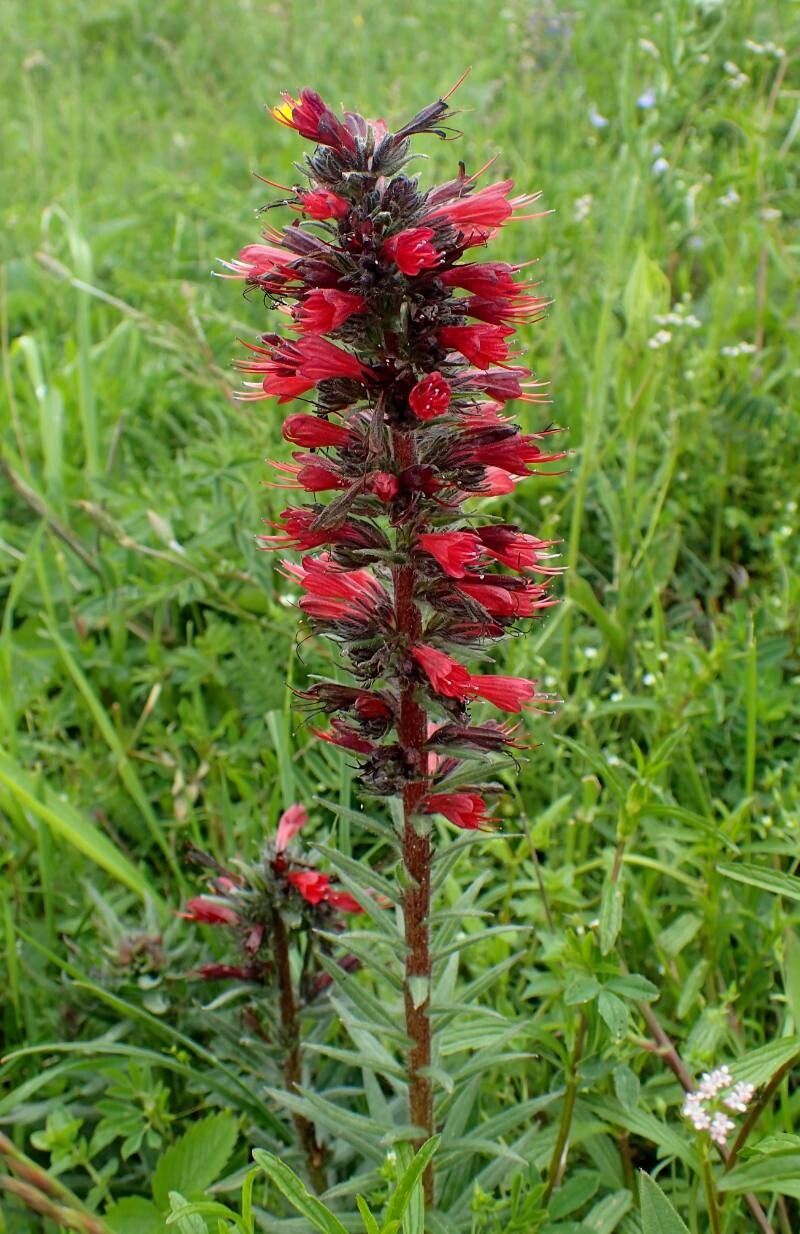 Capul șarpelui (Echium russicum)