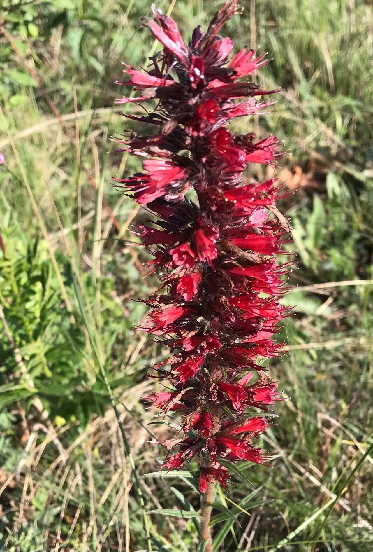 Capul șarpelui (Echium russicum)