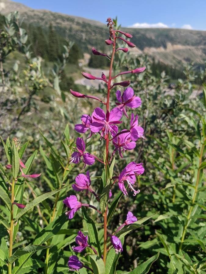 Zburătoarea (Chamerion angustifolium)