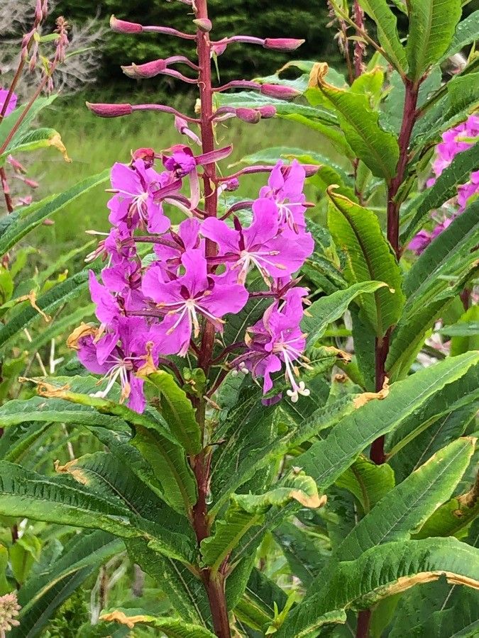 Zburătoarea (Chamerion angustifolium)