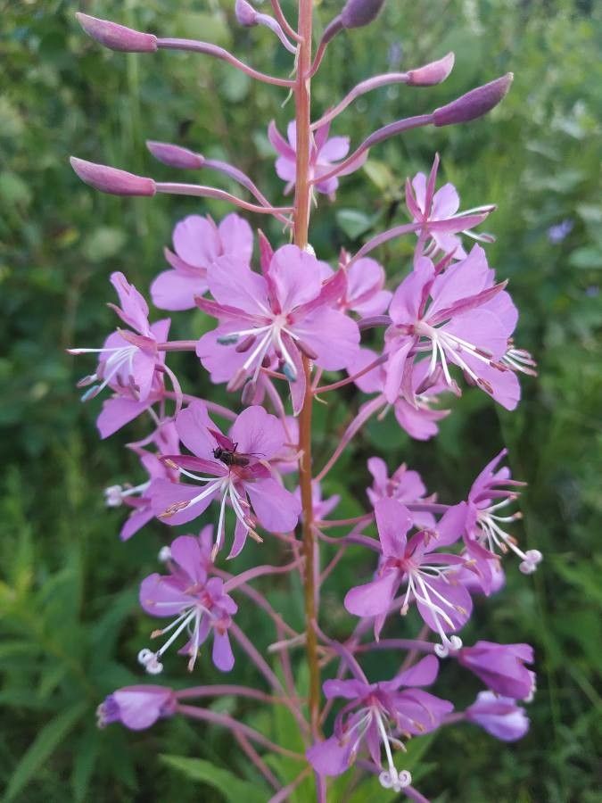 Zburătoarea (Chamerion angustifolium)