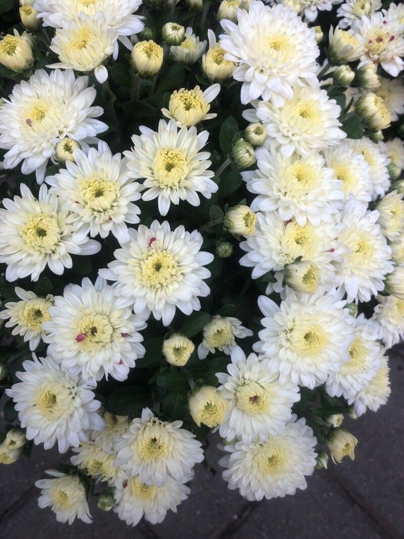 Crizamteme MIX (Chrysanthemum) (pachet 3 ghivece - mix de culori)