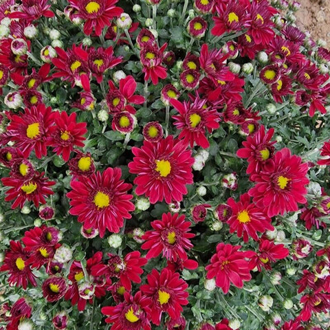 Crizamteme MIX (Chrysanthemum) (pachet 3 ghivece - mix de culori)