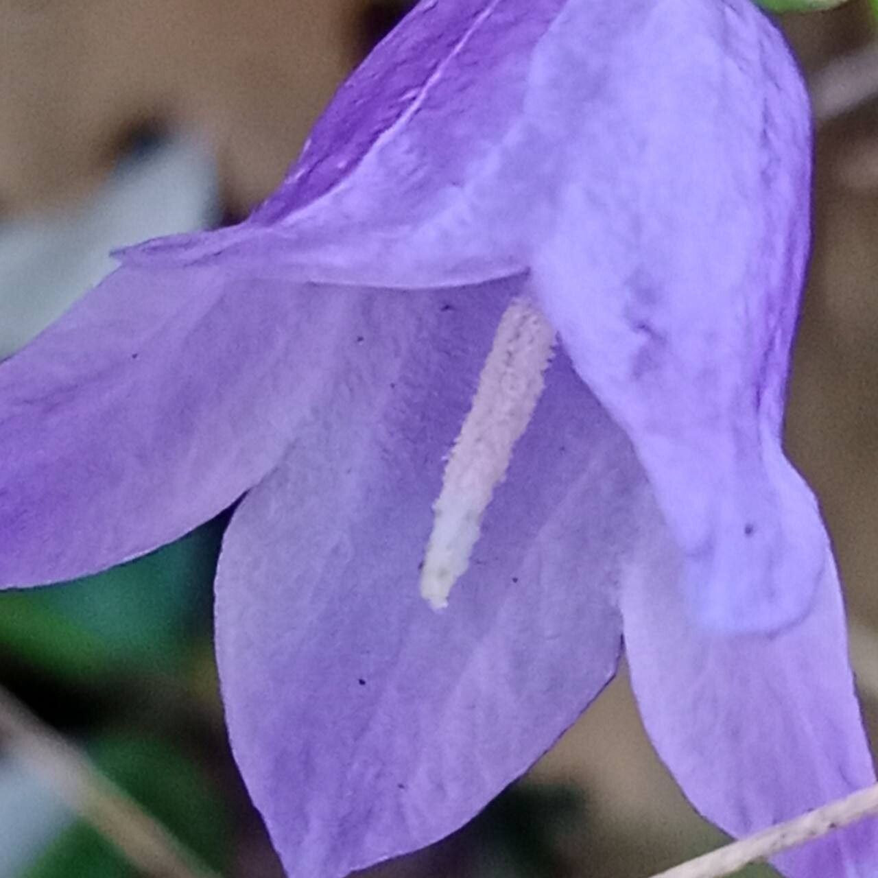 Clopoței albaștri (Campanula rotundifolia)
