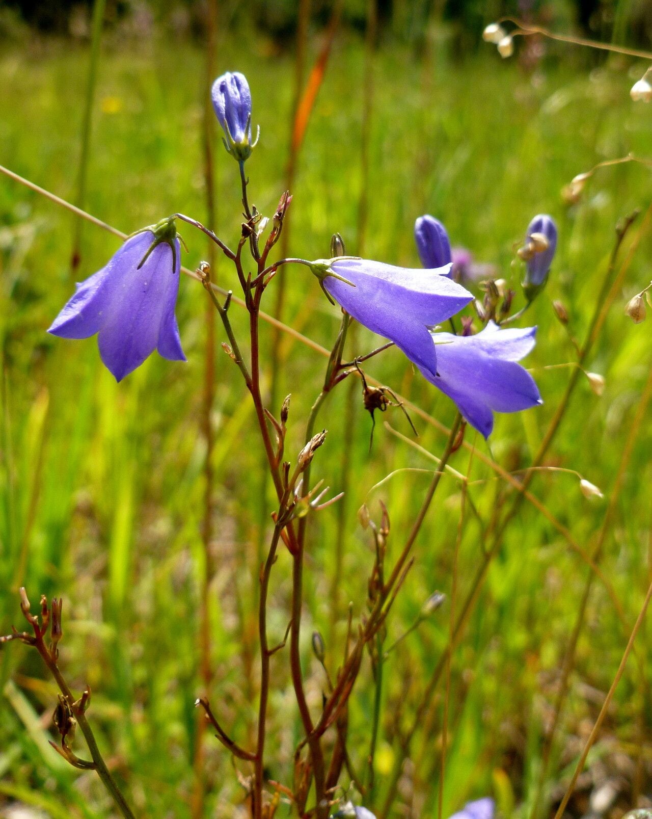 Clopoței albaștri (Campanula rotundifolia)