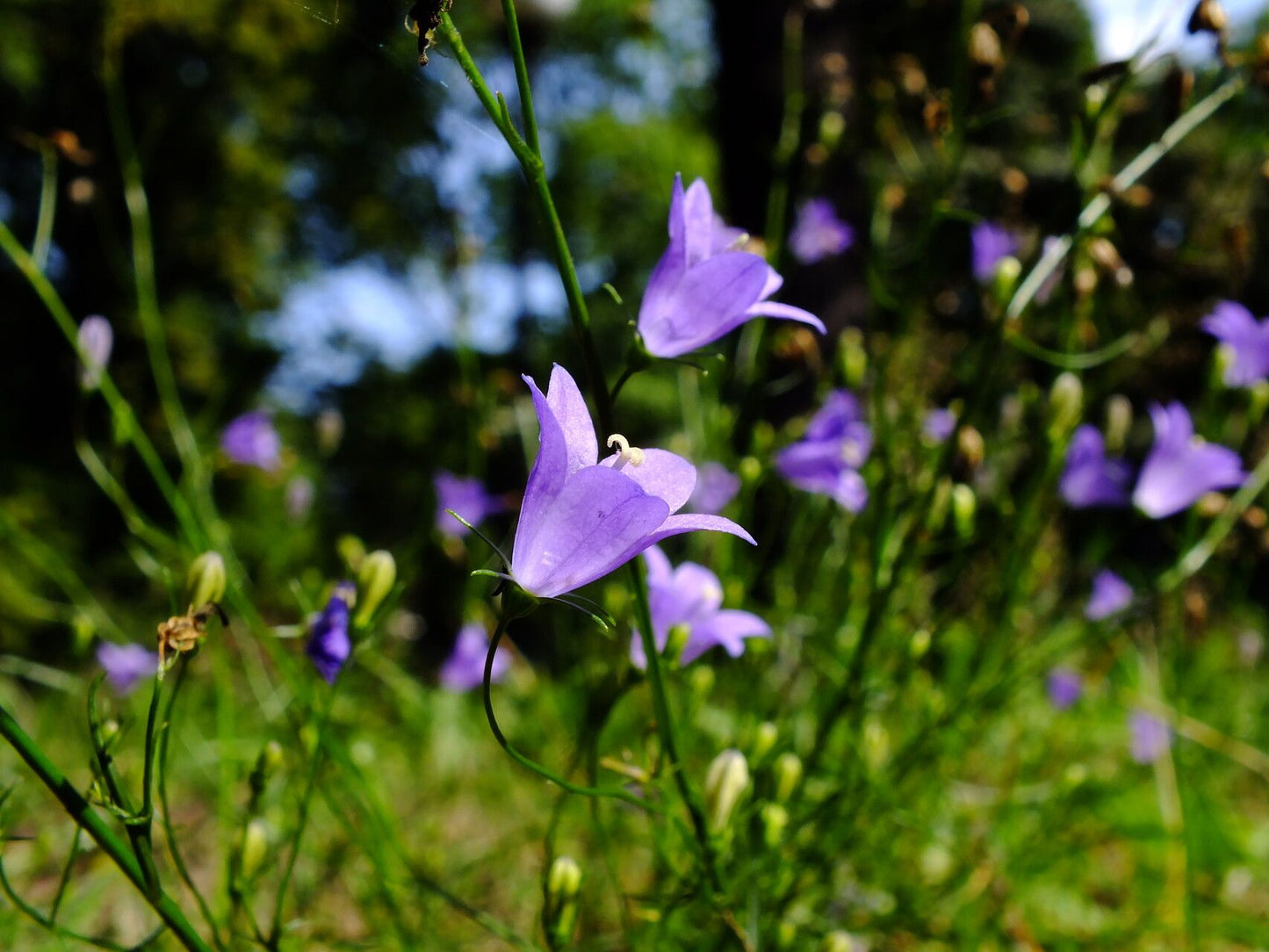 Clopoței albaștri (Campanula rotundifolia)