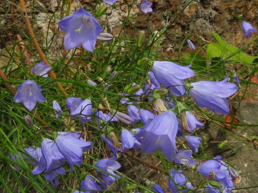 Clopoței albaștri (Campanula rotundifolia)