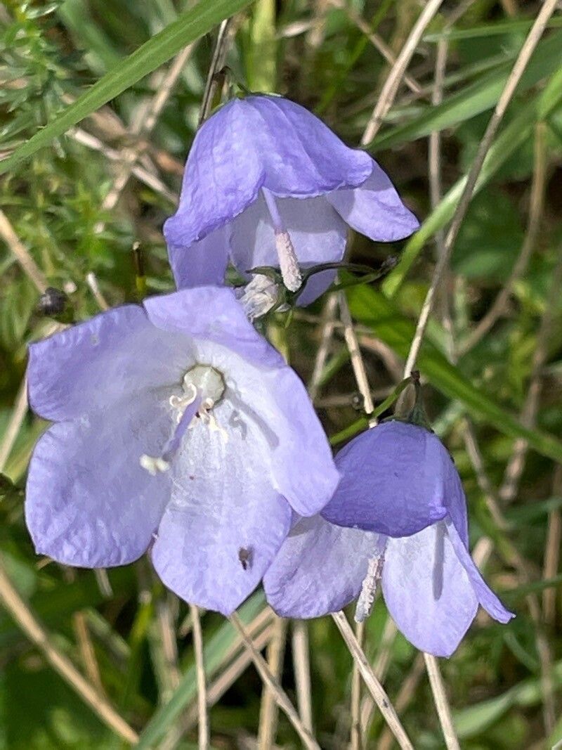 Clopoței albaștri (Campanula rotundifolia)
