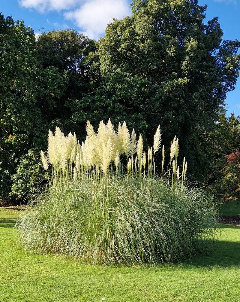 Iarba de Pampas Alba (Cortaderia selloana)