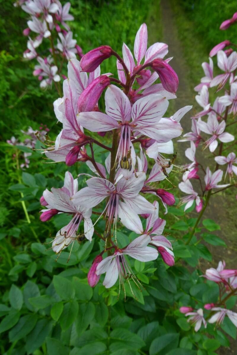 Frăsinel (Dictamnus albus)