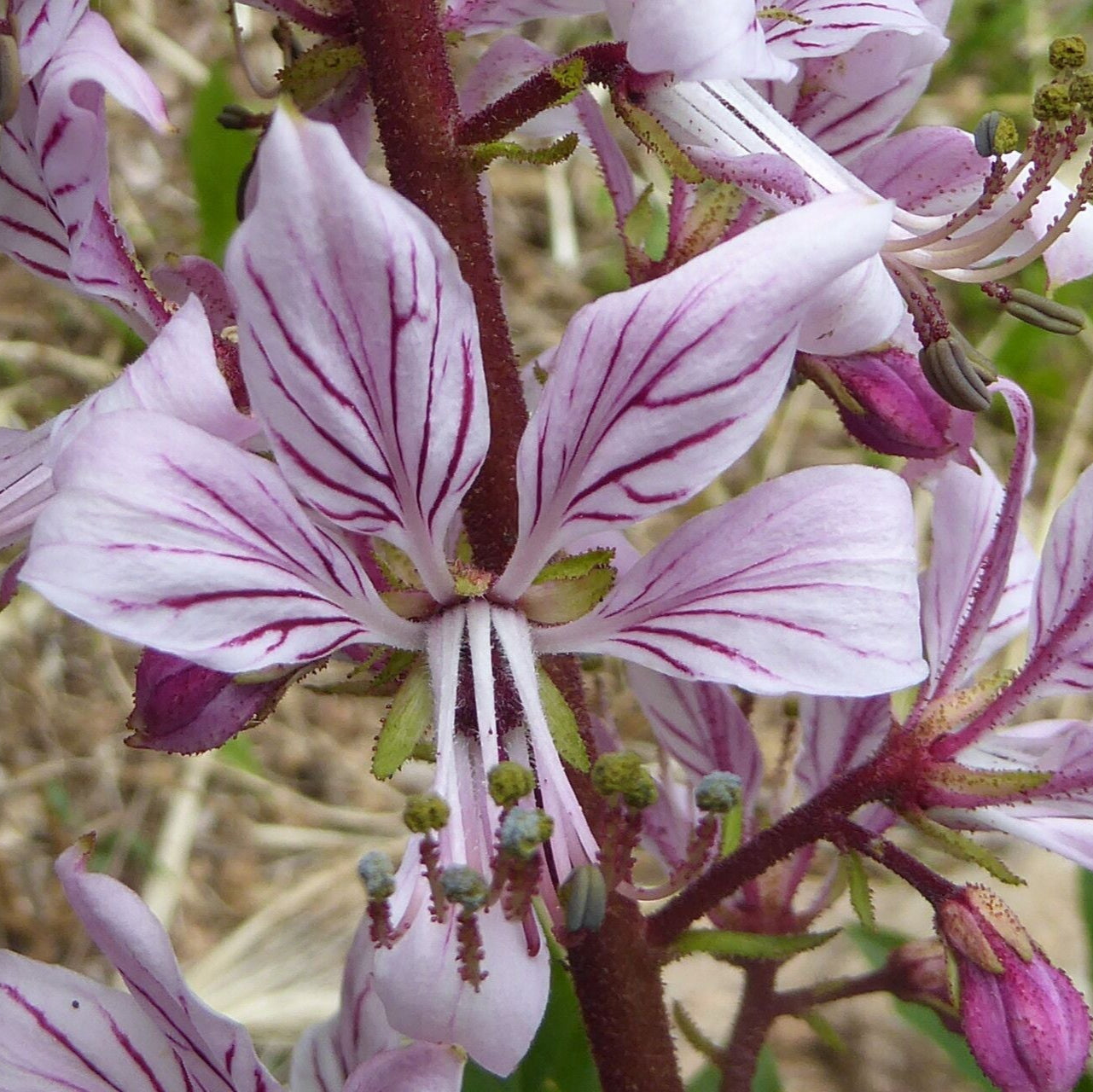 Frăsinel (Dictamnus albus)