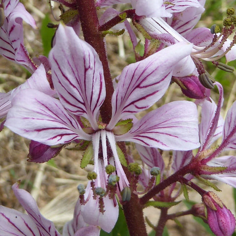 Frăsinel (Dictamnus albus)