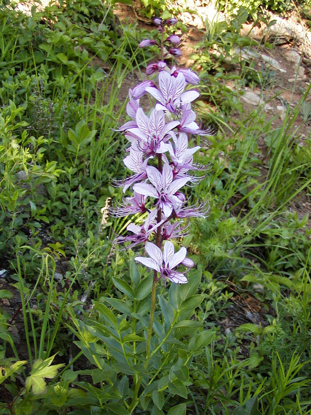 Frăsinel (Dictamnus albus)