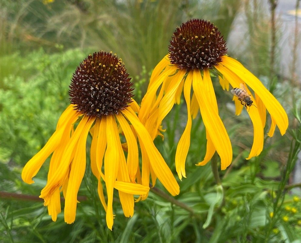 Echinacea galbenă (Echinacea paradoxa)