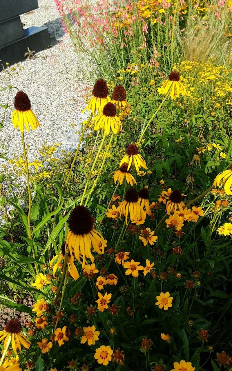 Echinacea galbenă (Echinacea paradoxa)