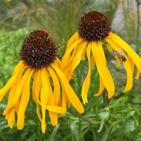 Echinacea galbenă (Echinacea paradoxa)
