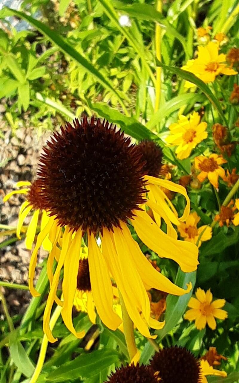 Echinacea galbenă (Echinacea paradoxa)