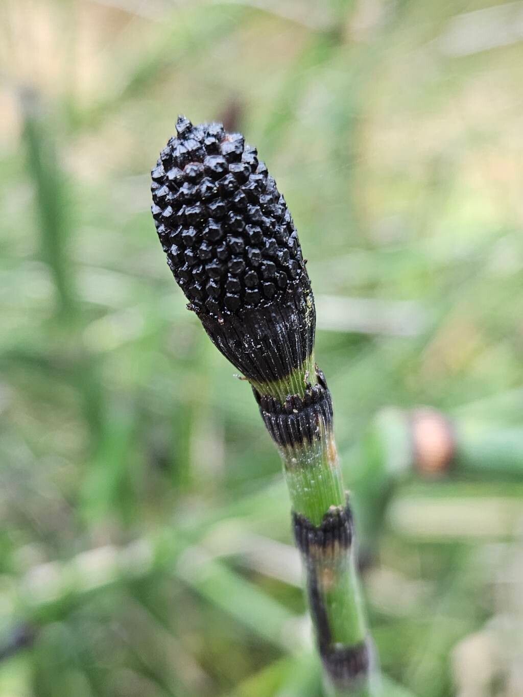 Pipirig (Equisetum hyemale)