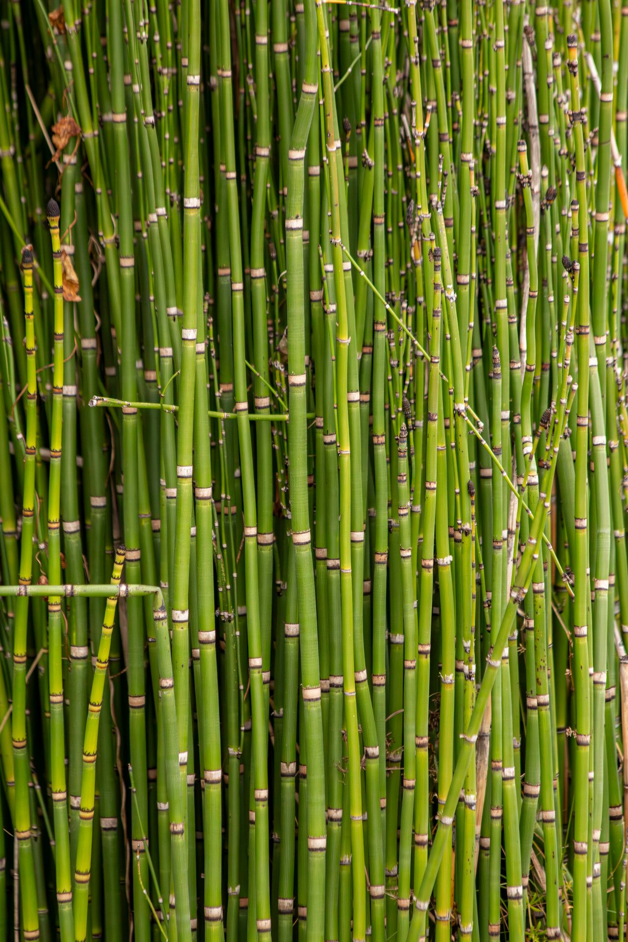 Pipirig (Equisetum hyemale)