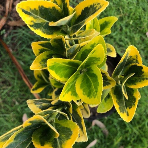 Arbust Euonymus 'Aureo-Marginata' (Euonymus japonicus)