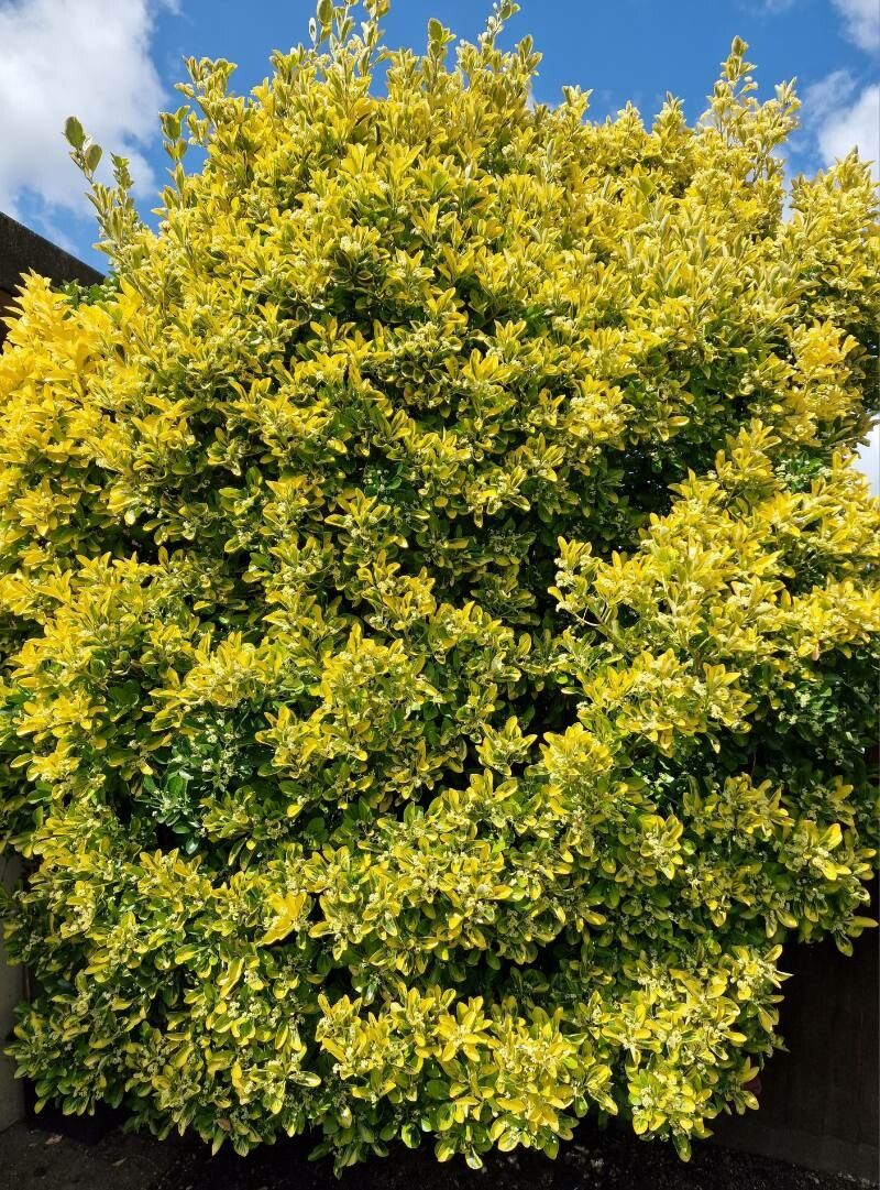 Arbust Euonymus 'Aureo-Marginata' (Euonymus japonicus)