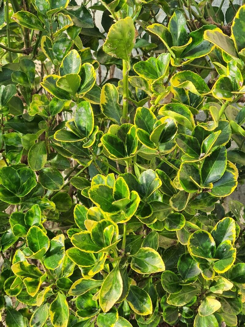 Arbust Euonymus 'Aureo-Marginata' (Euonymus japonicus)