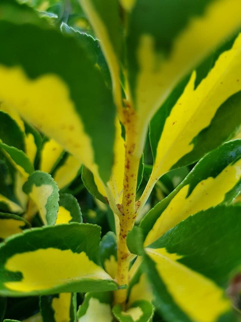 Arbust Euonymus 'Aureo-Marginata' (Euonymus japonicus)
