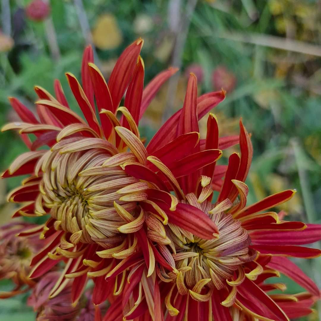 Crizamteme MIX (Chrysanthemum) (pachet 3 ghivece - mix de culori)