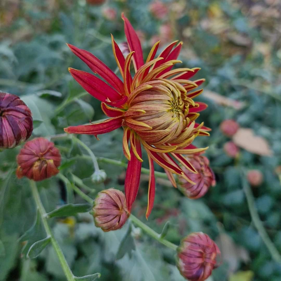 Crizamteme rubinii (Chrysanthemum spp.)