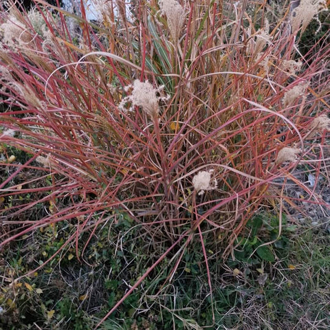 Iarbă decorativă (Miscanthus)