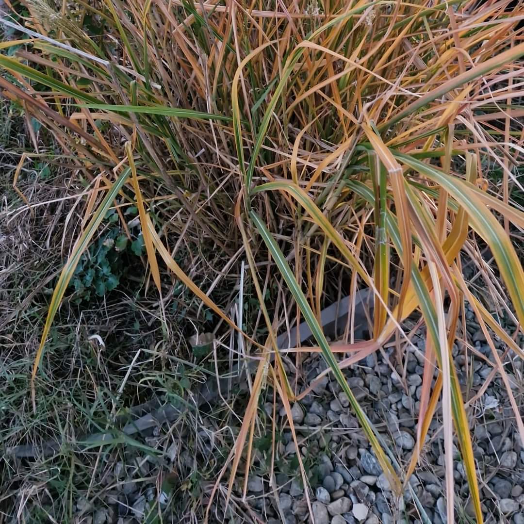 Iarbă decorativă (Miscanthus)