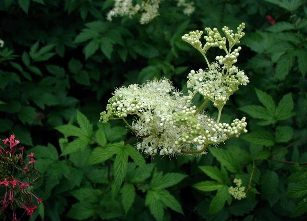 Crețușcă (Filipendula ulmaria)