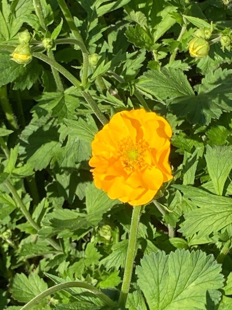 Cerențelul / Trandafirul chilian (Geum chiloense) Yellow