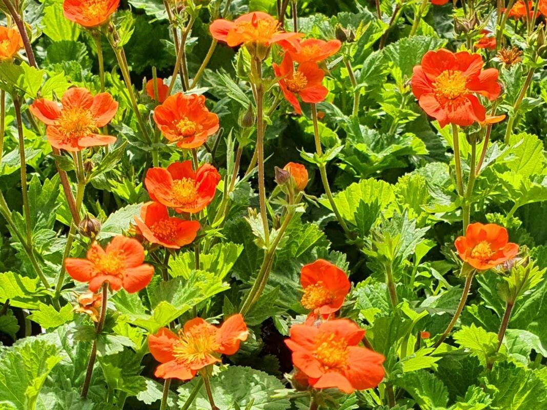 Cerențelul / Trandafirul chilian (Geum chiloense) Orange