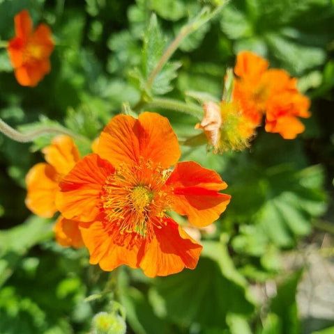 Cerențelul / Trandafirul chilian (Geum chiloense) Orange