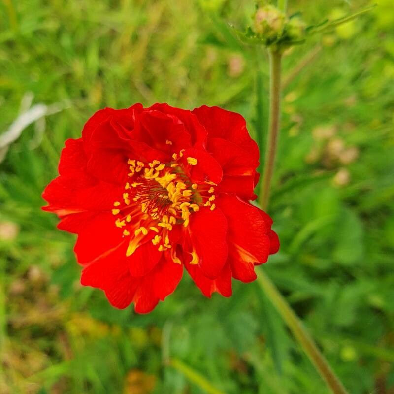 Cerențelul / Trandafirul chilian (Geum chiloense) Red
