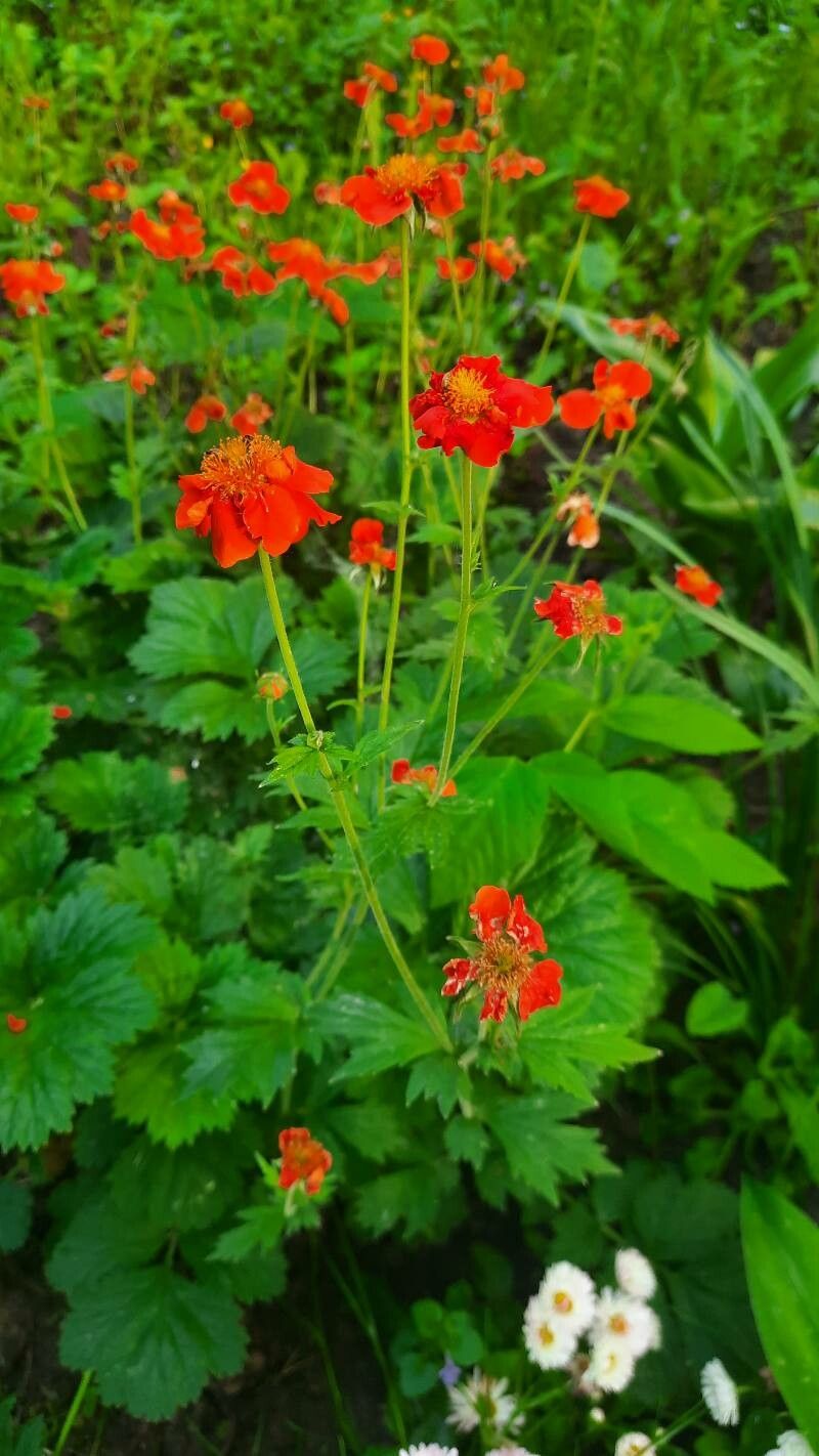 Cerențelul / Trandafirul chilian (Geum chiloense) Red