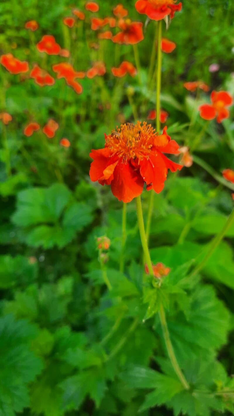 Cerențelul / Trandafirul chilian (Geum chiloense) Red