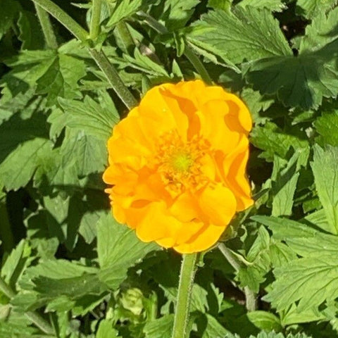 Cerențelul / Trandafirul chilian (Geum chiloense) Yellow