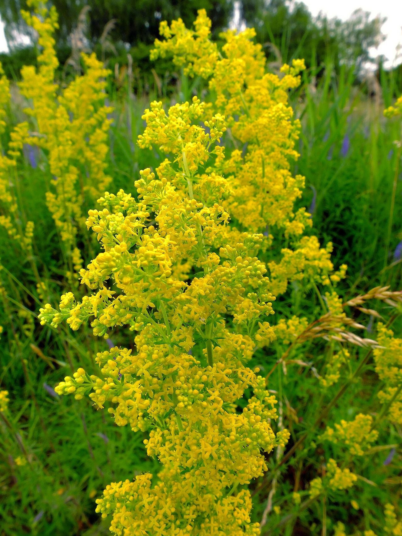Drăgaica / Sânziene (Galium verum)