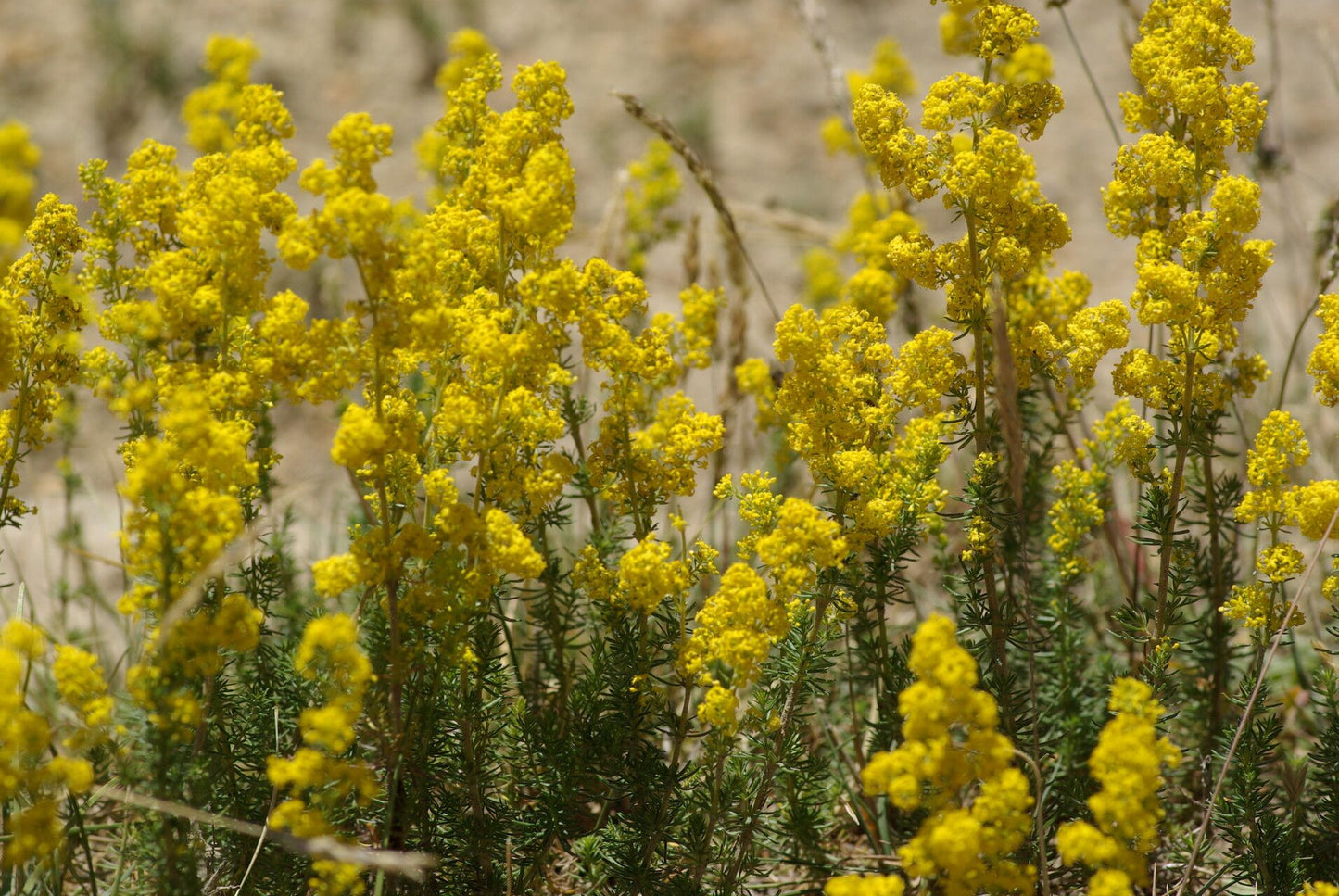 Drăgaica / Sânziene (Galium verum)