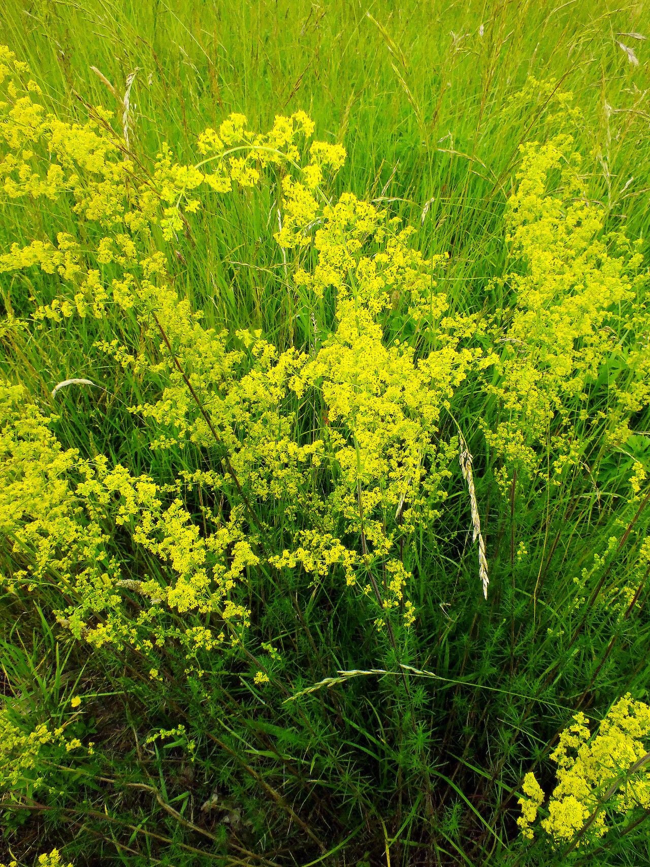 Drăgaica / Sânziene (Galium verum)