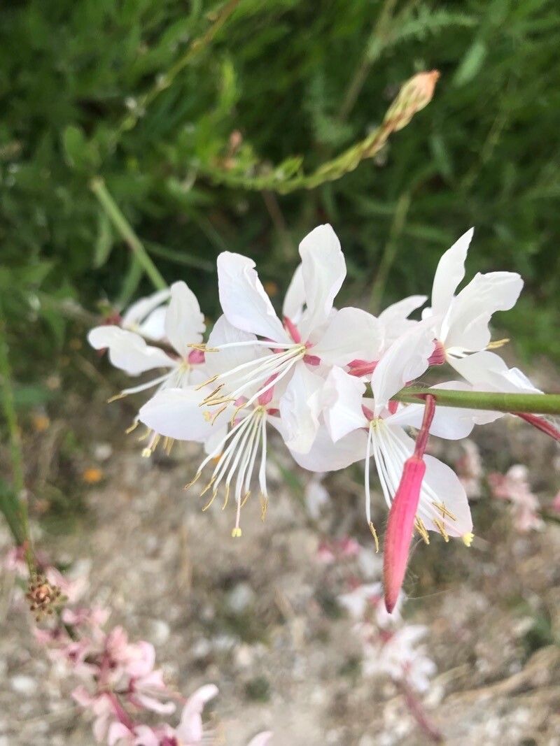 Floarea albinei (Gaura lindheimeri)